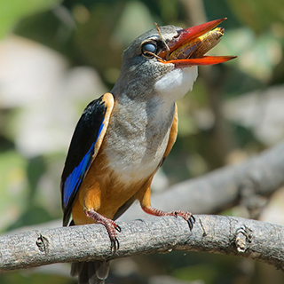 South Luangwa - Grey-headed kingfisher